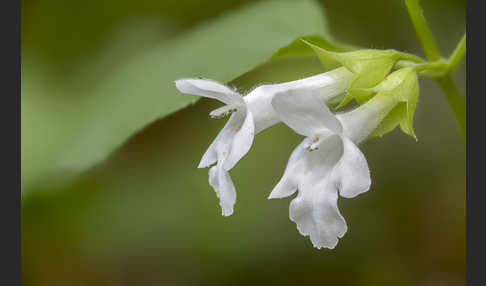 Immenblatt (Melittis melissophyllum)