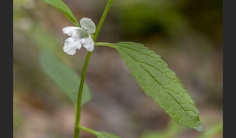 Immenblatt (Melittis melissophyllum)