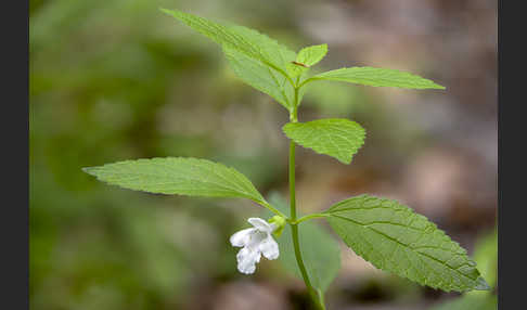 Immenblatt (Melittis melissophyllum)