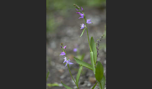 Rotes Waldvöglein (Cephalanthera rubra)