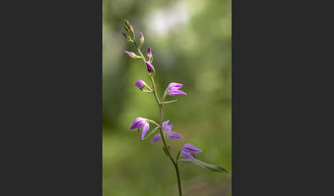 Rotes Waldvöglein (Cephalanthera rubra)