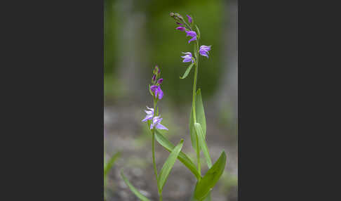 Rotes Waldvöglein (Cephalanthera rubra)