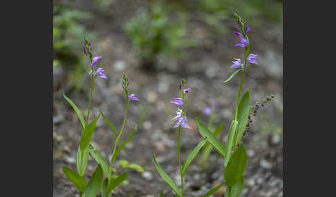 Rotes Waldvöglein (Cephalanthera rubra)