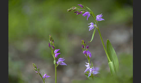 Rotes Waldvöglein (Cephalanthera rubra)