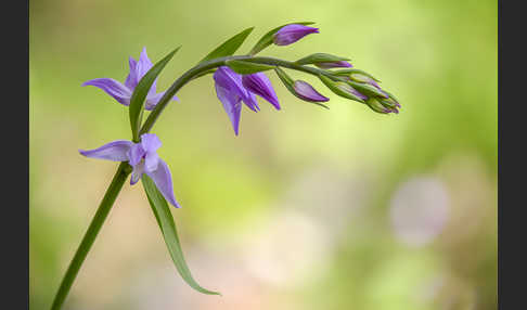 Rotes Waldvöglein (Cephalanthera rubra)