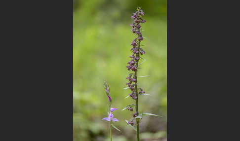 Braunrote Sitter (Epipactis atrorubens)