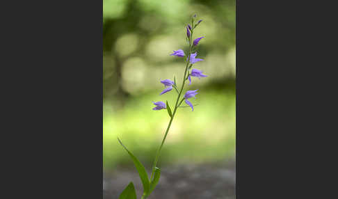 Rotes Waldvöglein (Cephalanthera rubra)