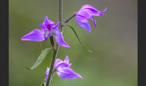 Rotes Waldvöglein (Cephalanthera rubra)