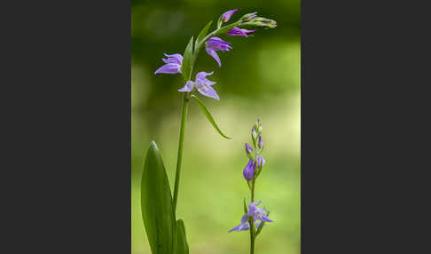 Rotes Waldvöglein (Cephalanthera rubra)