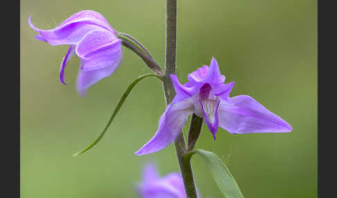 Rotes Waldvöglein (Cephalanthera rubra)