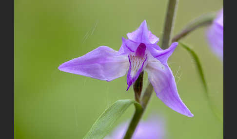 Rotes Waldvöglein (Cephalanthera rubra)