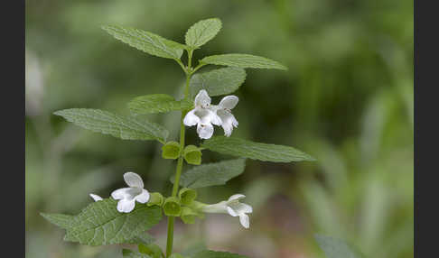 Immenblatt (Melittis melissophyllum)