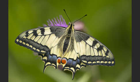 Schwalbenschwanz (Papilio machaon)