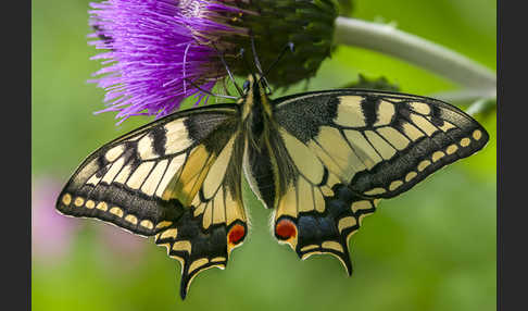 Schwalbenschwanz (Papilio machaon)