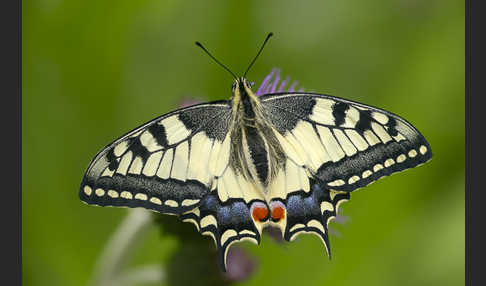 Schwalbenschwanz (Papilio machaon)