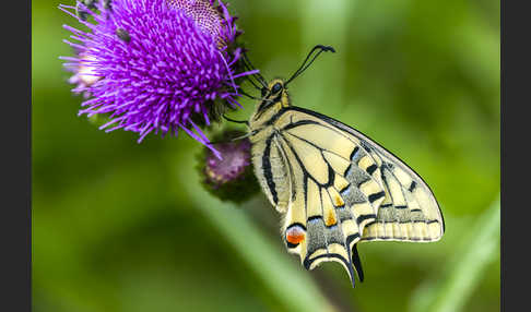 Schwalbenschwanz (Papilio machaon)