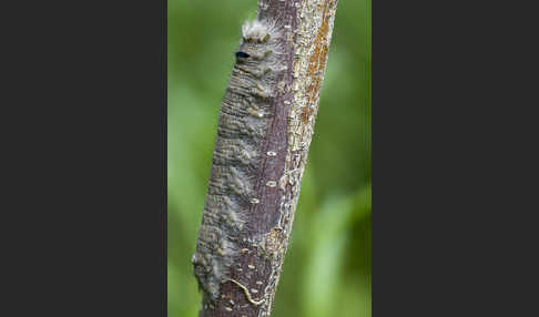 Pappelglucke (Gastropacha populifolia)