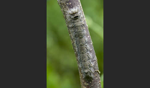 Pappelglucke (Gastropacha populifolia)