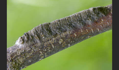 Pappelglucke (Gastropacha populifolia)