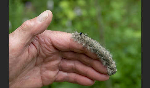 Pappelglucke (Gastropacha populifolia)