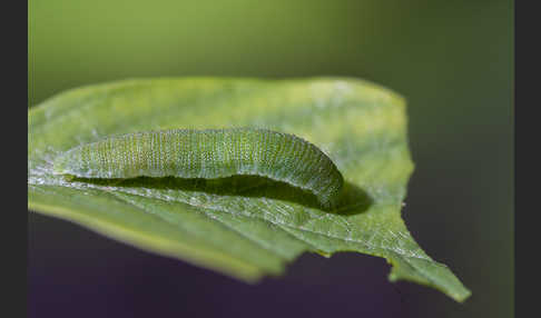 Zitronenfalter (Gonepteryx rhamni)