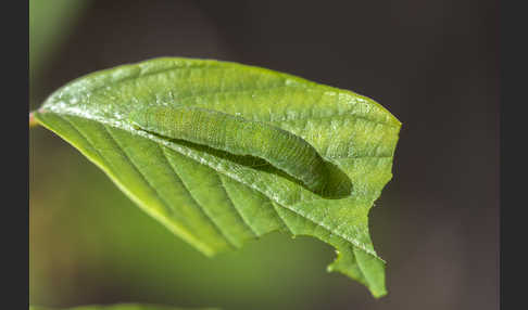 Zitronenfalter (Gonepteryx rhamni)