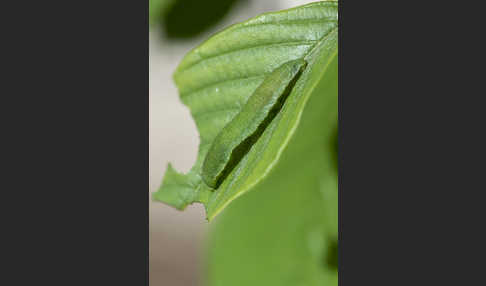 Zitronenfalter (Gonepteryx rhamni)