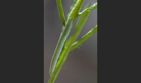 Aurorafalter (Anthocharis cardamines)