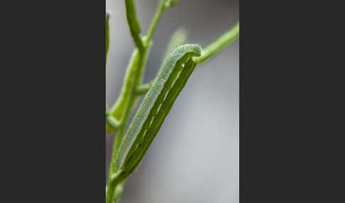 Aurorafalter (Anthocharis cardamines)