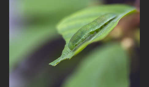 Zitronenfalter (Gonepteryx rhamni)