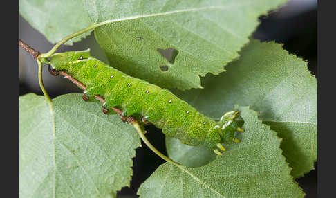 Birkenspinner (Endromis versicolora)