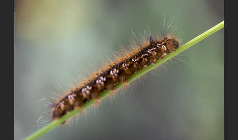 Grasglucke (Euthrix potatoria)