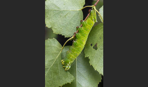 Birkenspinner (Endromis versicolora)