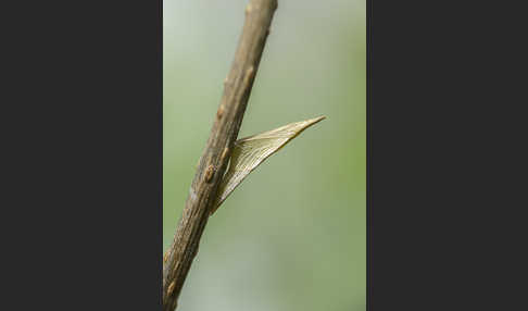 Aurorafalter (Anthocharis cardamines)