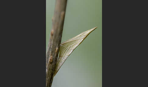 Aurorafalter (Anthocharis cardamines)