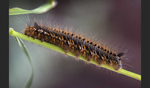 Grasglucke (Euthrix potatoria)