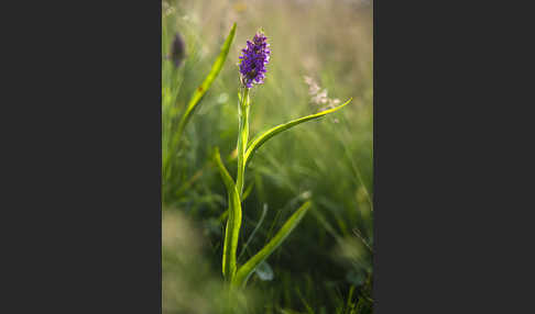 Fleischfarbenes Knabenkraut (Dactylorhiza incarnata)