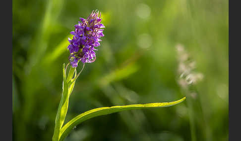 Fleischfarbenes Knabenkraut (Dactylorhiza incarnata)