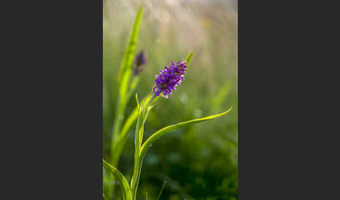 Fleischfarbenes Knabenkraut (Dactylorhiza incarnata)