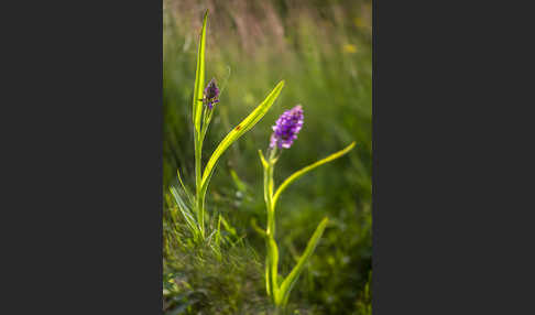 Fleischfarbenes Knabenkraut (Dactylorhiza incarnata)