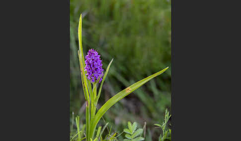 Fleischfarbenes Knabenkraut (Dactylorhiza incarnata)