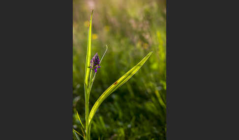 Fleischfarbenes Knabenkraut (Dactylorhiza incarnata)