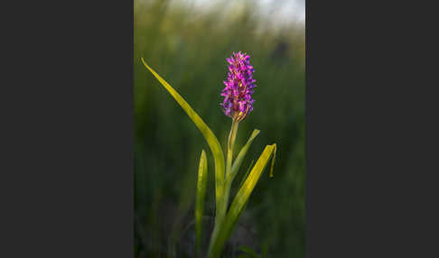 Fleischfarbenes Knabenkraut (Dactylorhiza incarnata)