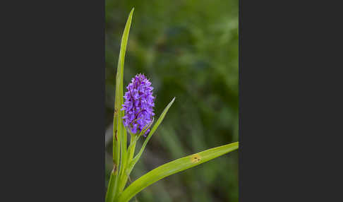 Fleischfarbenes Knabenkraut (Dactylorhiza incarnata)