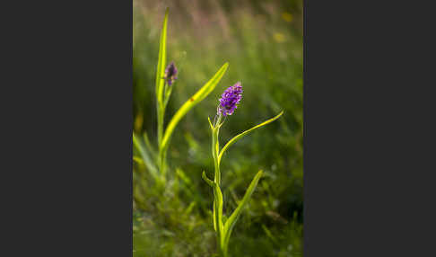 Fleischfarbenes Knabenkraut (Dactylorhiza incarnata)