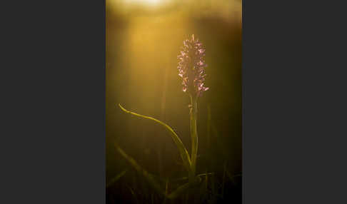 Fleischfarbenes Knabenkraut (Dactylorhiza incarnata)