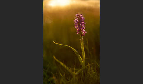 Fleischfarbenes Knabenkraut (Dactylorhiza incarnata)