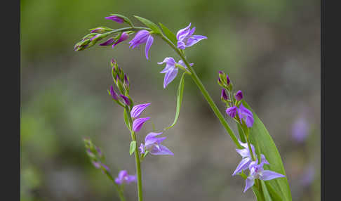 Rotes Waldvöglein (Cephalanthera rubra)