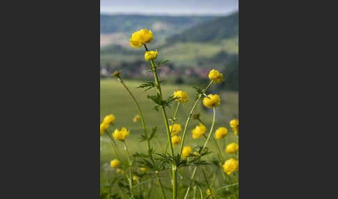 Trollblume (Trollius europaeus)