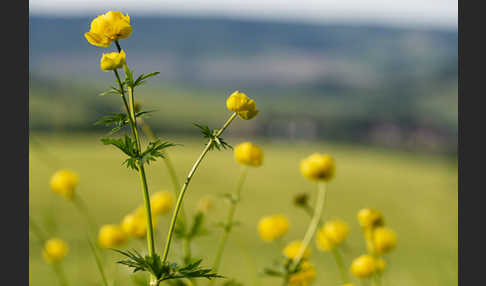 Trollblume (Trollius europaeus)